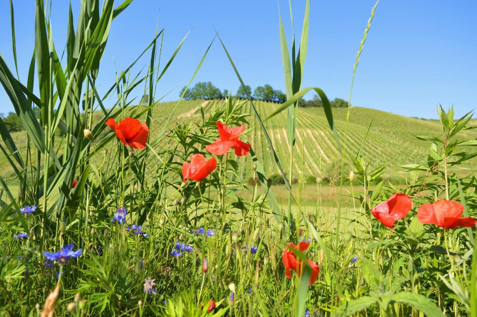 Bed & Tours Dimora Di Campagna Bed & Breakfast Castelnuovo Belbo Dış mekan fotoğraf